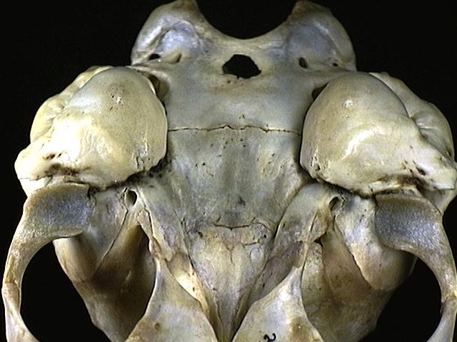 Craniata