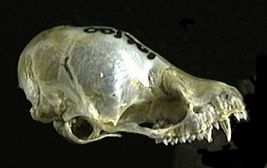 Craniata