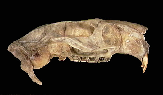 Deuterostomia