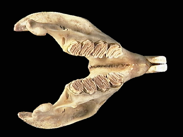 Craniata