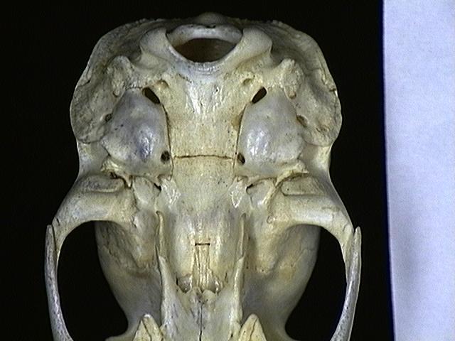 Deuterostomia