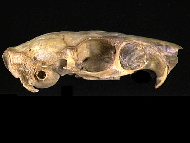 Craniata