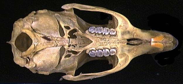 Craniata