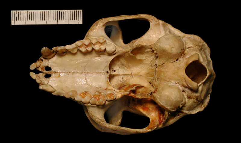 Craniata