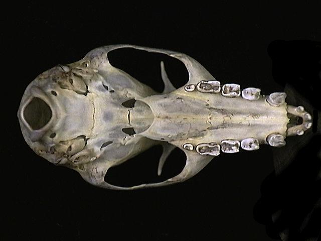 Deuterostomia