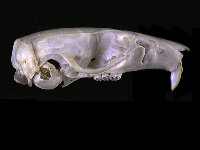 Deuterostomia