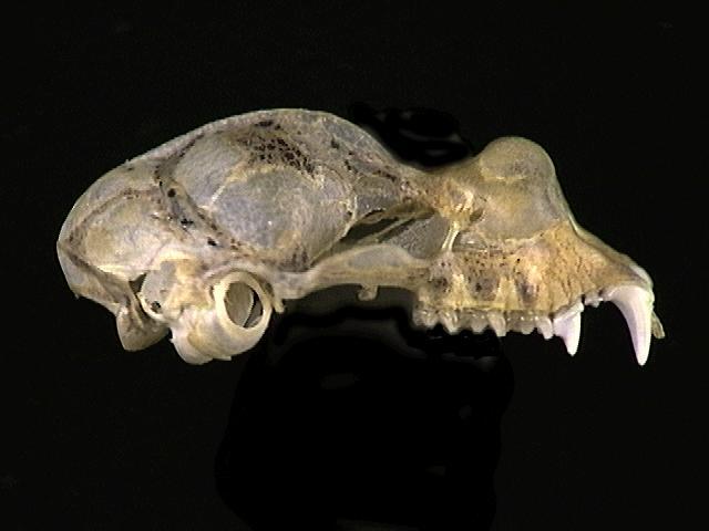 Eumetazoa