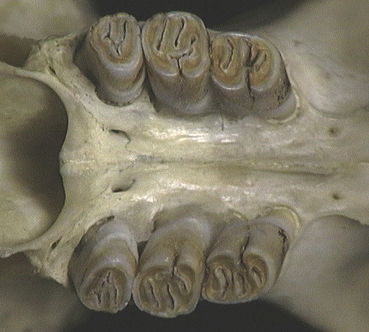 Vertebrata