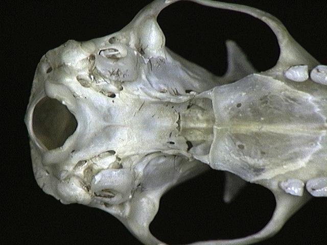 Eumetazoa