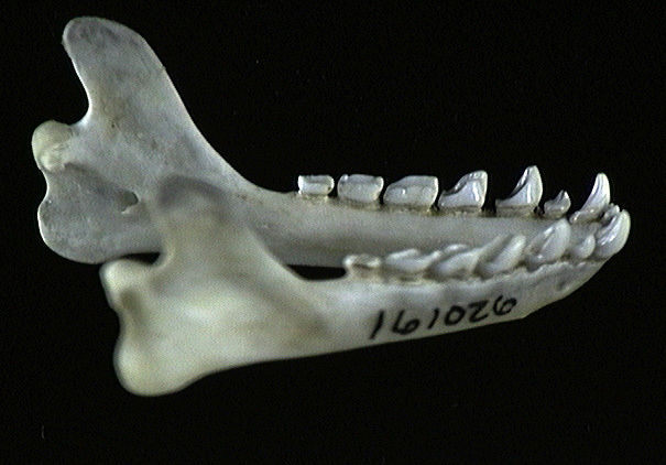 Craniata