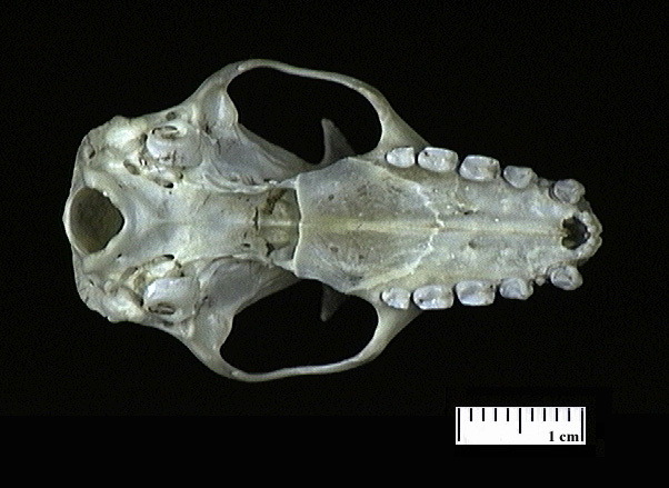 Eumetazoa