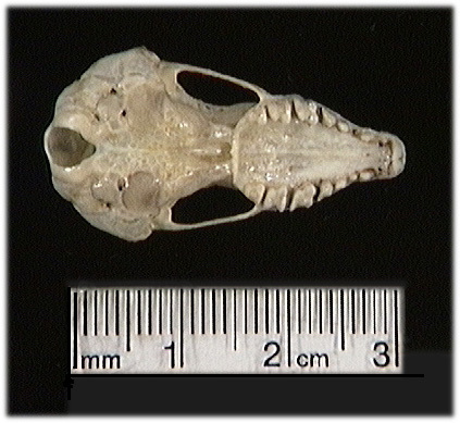 Craniata