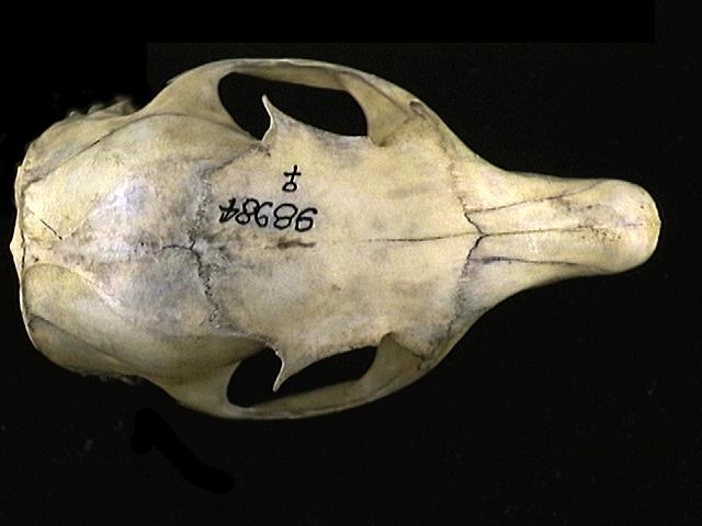 Craniata