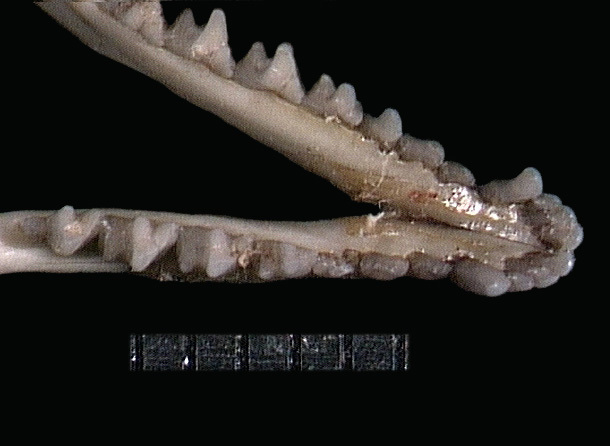 Vertebrata