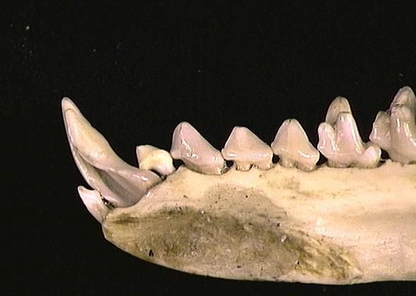 Craniata