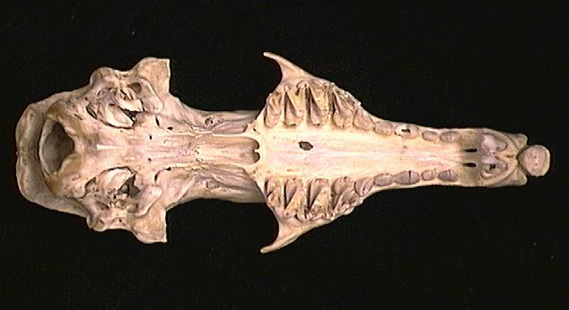 Deuterostomia