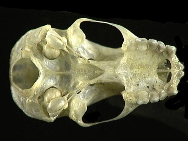 Craniata