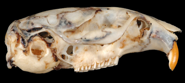 Craniata