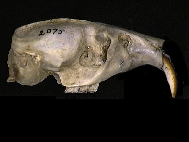 Craniata