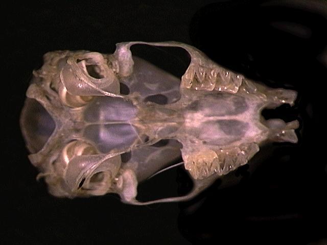 Deuterostomia