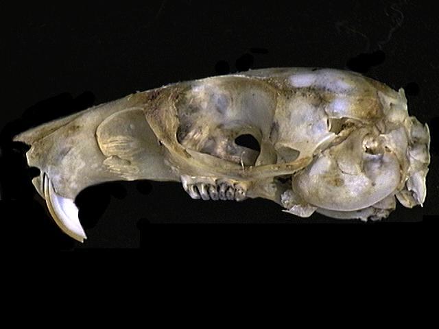 Craniata