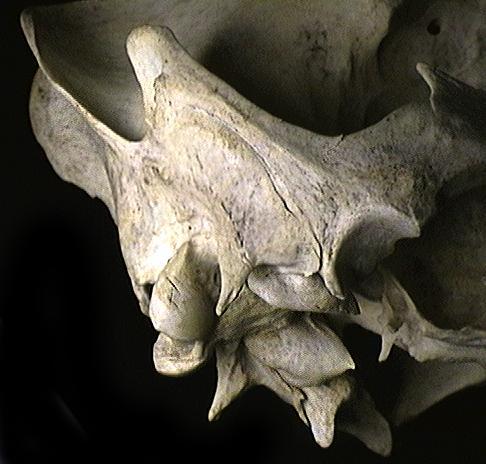 Deuterostomia