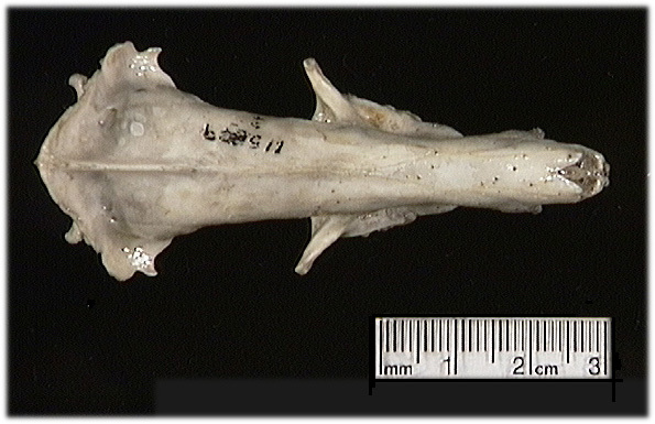 Craniata