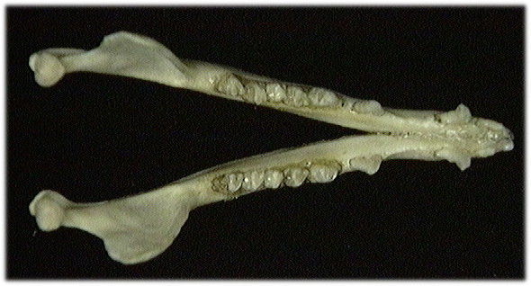 Craniata