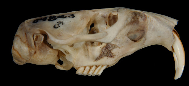 Craniata