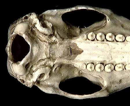 Craniata