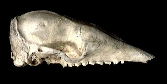 Euteleostomi