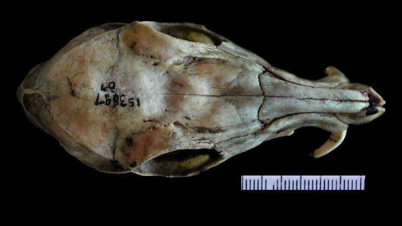 Deuterostomia