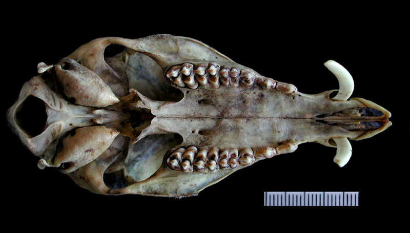 tragulusventral