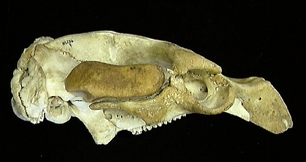 Craniata