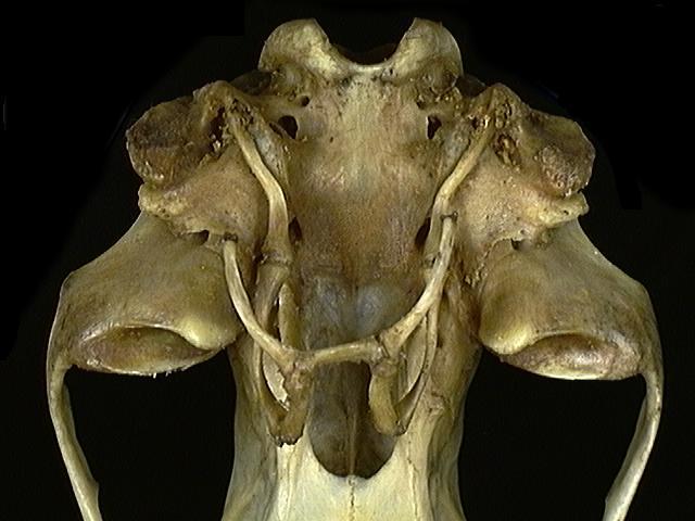 Craniata