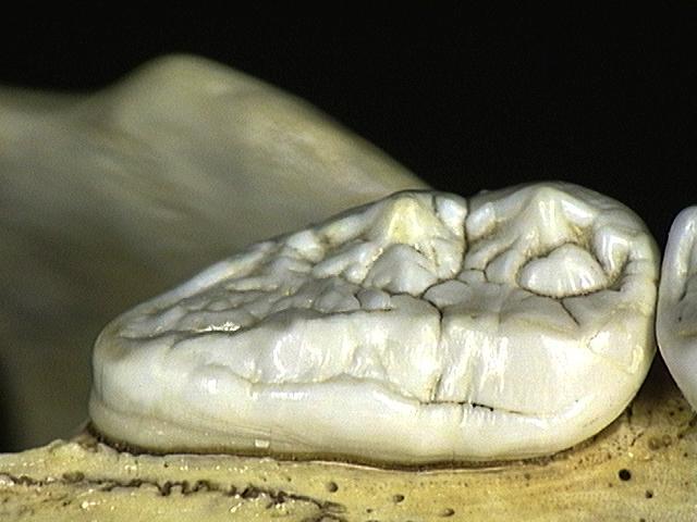 Craniata