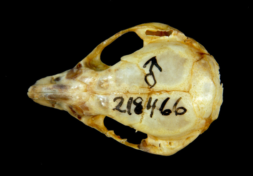 Cercartetus_dorsal