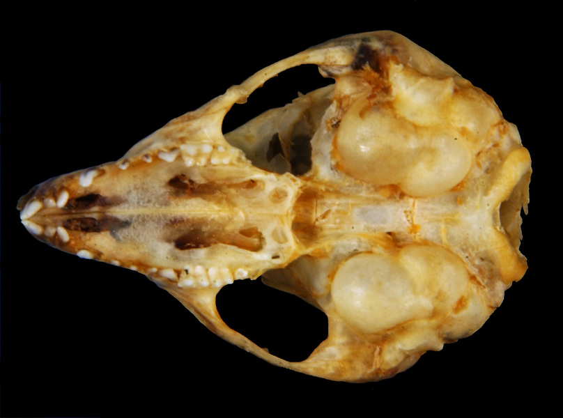 Cercartetus_ventral