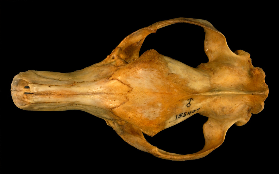 Craniata