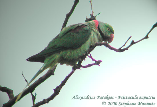 alexandrineparakeet