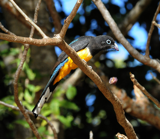 Photo of Trogon melanocephalus