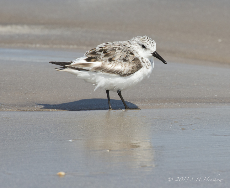 Calidris alba