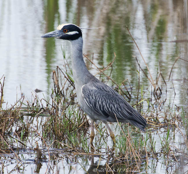 Nyctanassa violacea