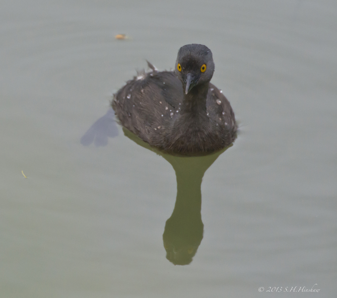 Podicipedidae