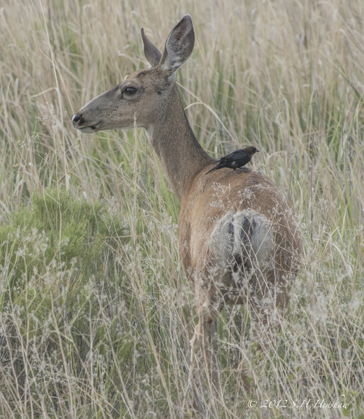 O.hemionus_SH1595