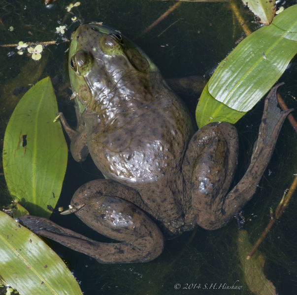 BullFrog-SHH_1543