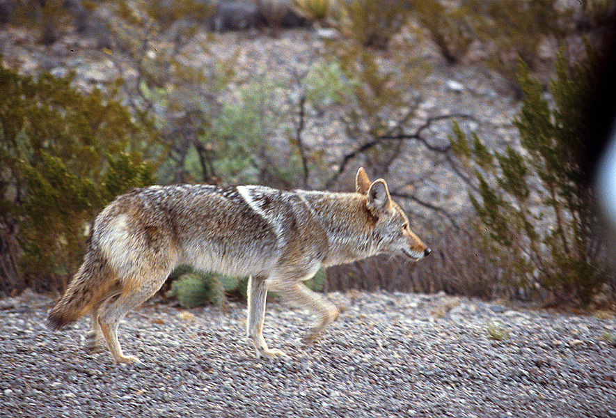 Canis latrans