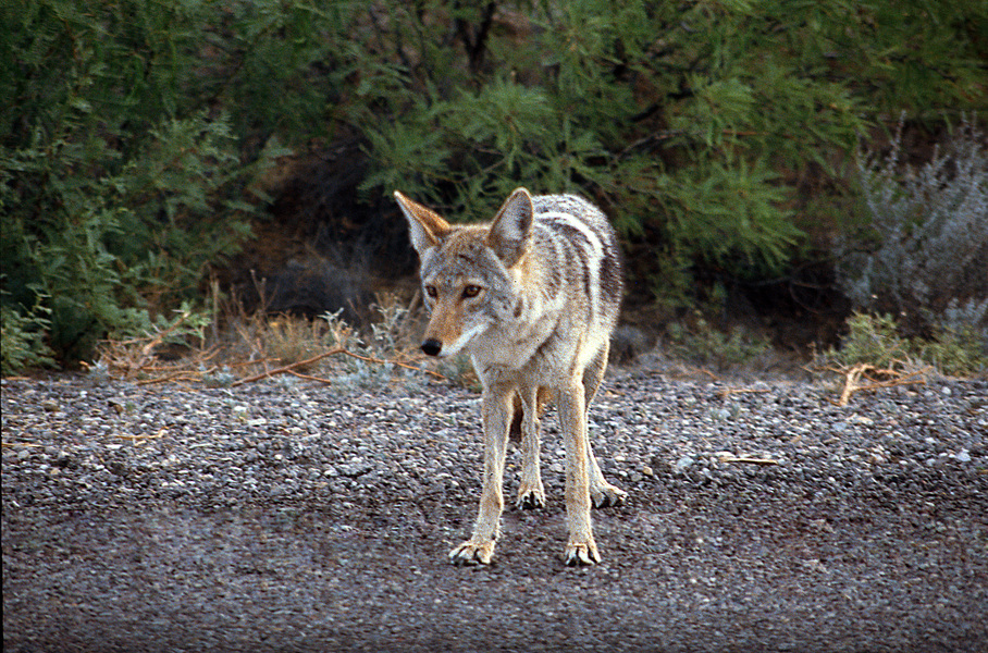 Canis latrans