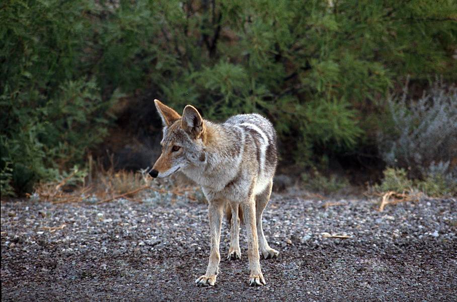 Canis latrans