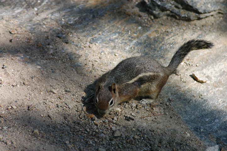 Photo of Spermophilus lateralis